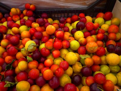 Red orange colorful