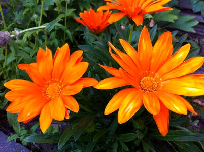 Gazania splendens garden plant orange photo
