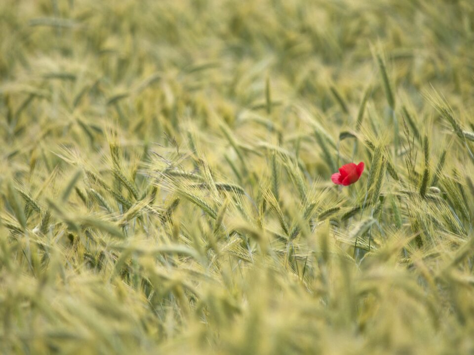 Wheater poppy summer