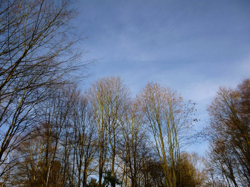 Trees winter sky