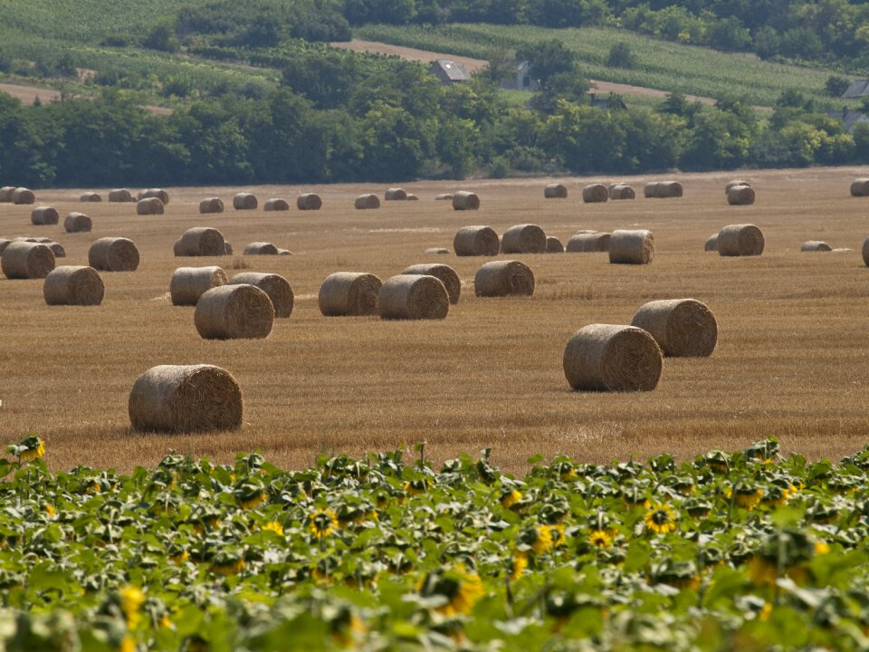 Straw bale sunflower summer