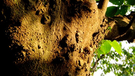 Branch light and shadow bark photo