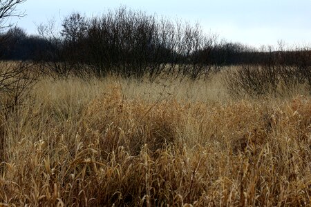 Bush bushes plant