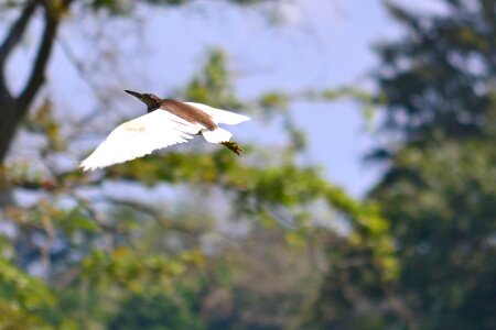 Bird wildlife sri lanka photo