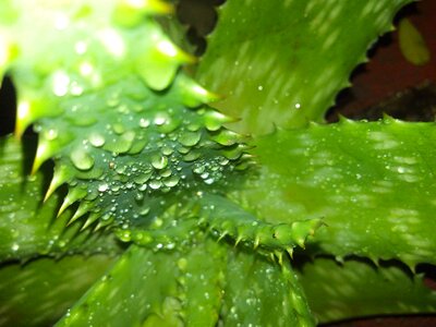 Leaf plant growth vegetation
