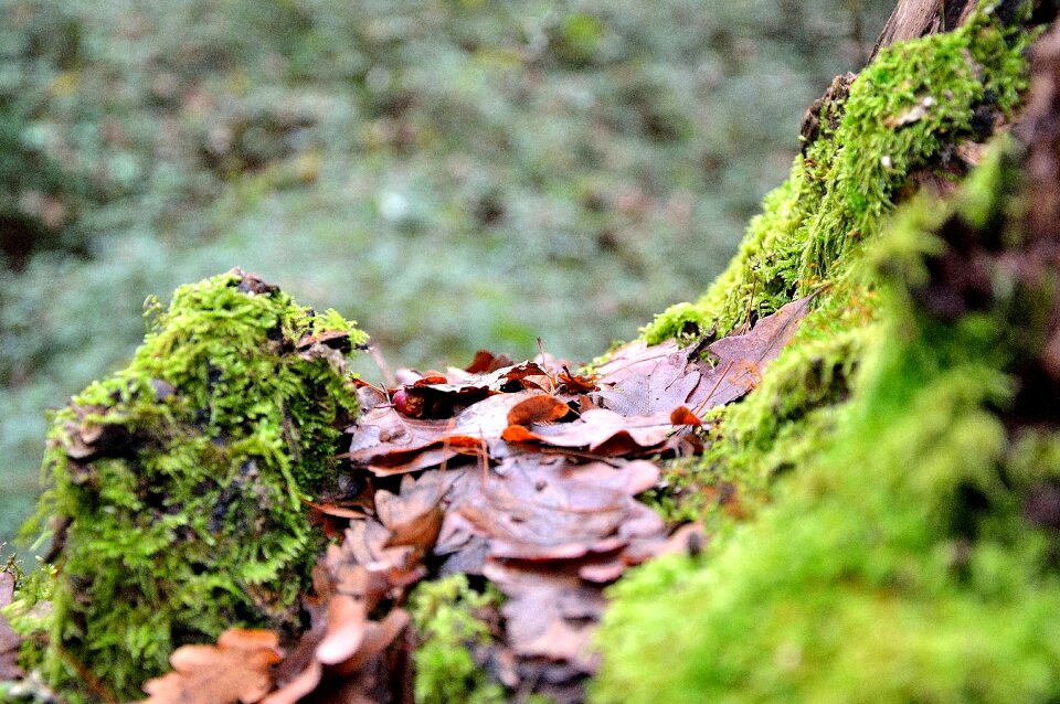 Forest green moss