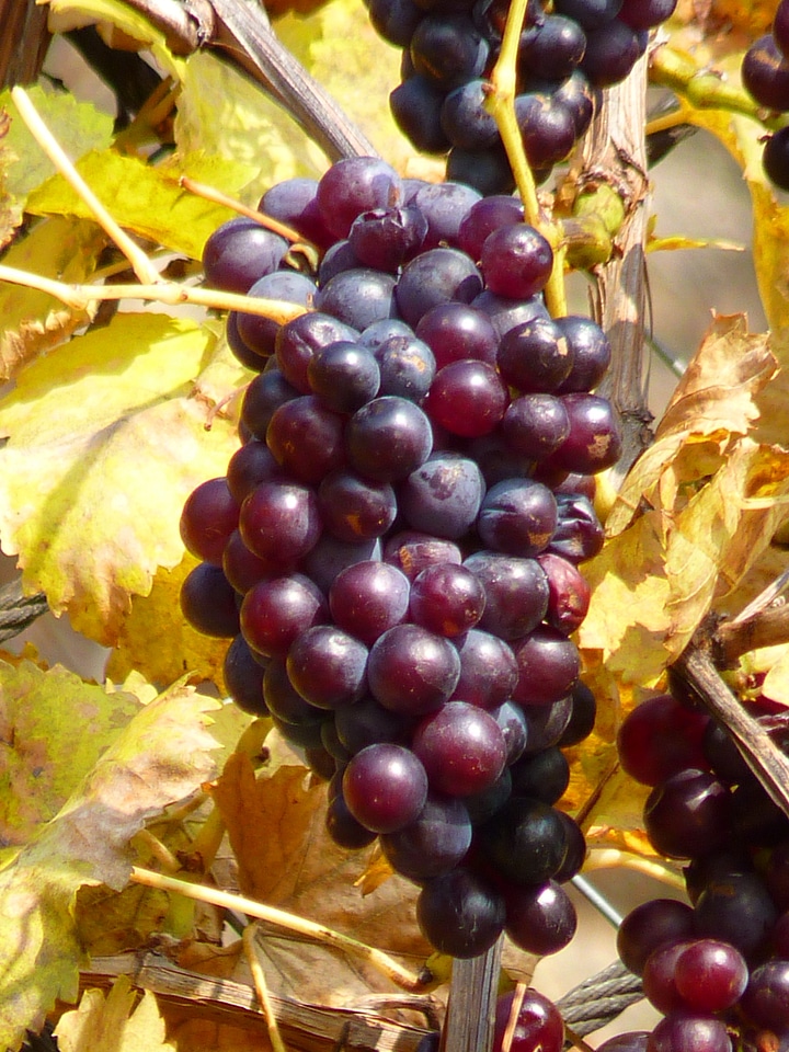 Vine cultivation wine