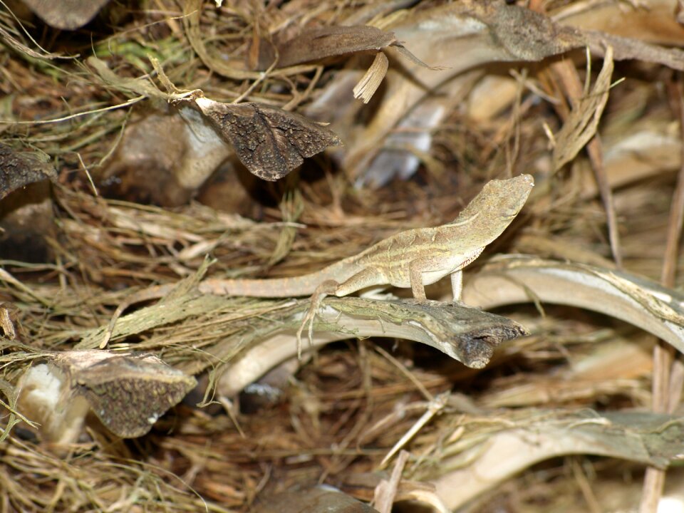 Reptile iguana lizard