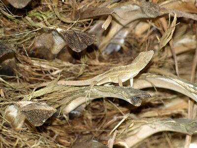Reptile iguana lizard