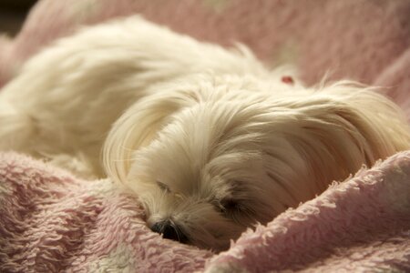 Maltese sleep white