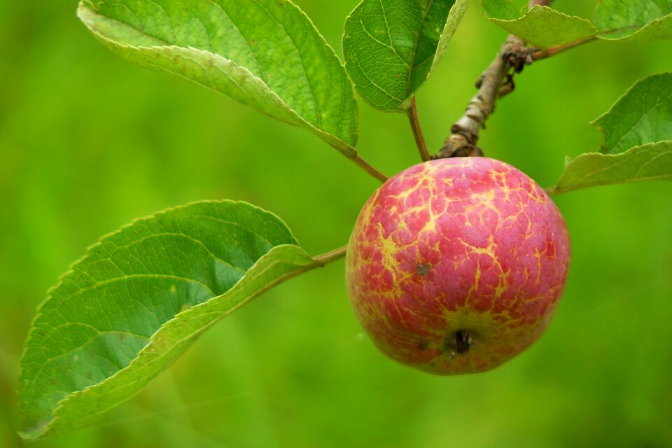 Healthy ripe red