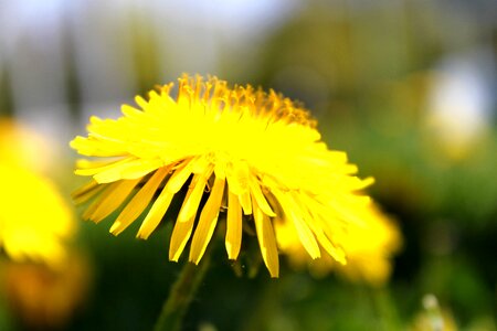 Bloom flowers plant photo