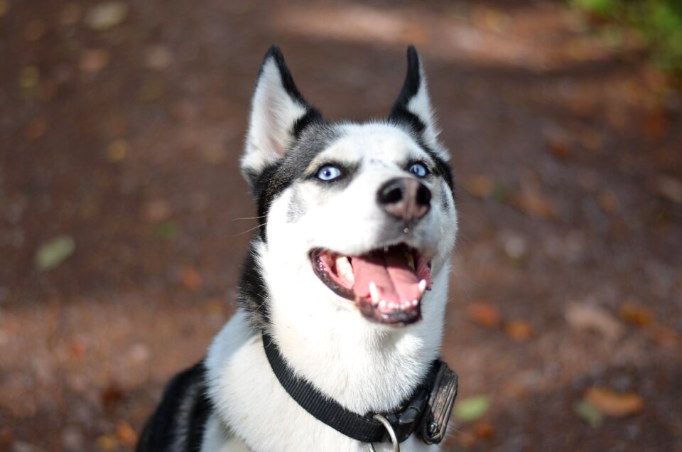 Sunny blue eyes snow dog