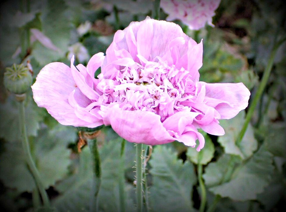 Flower poppy pink