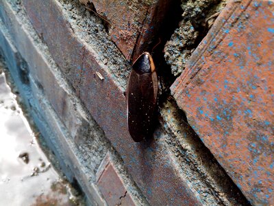 Insect brick deterioration