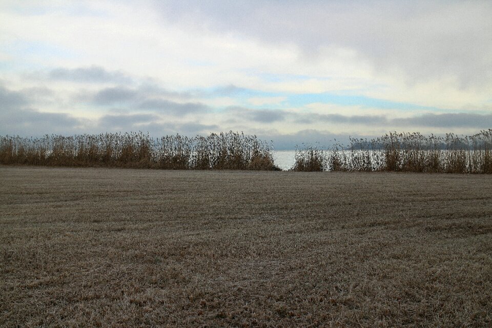 Meadow reed water