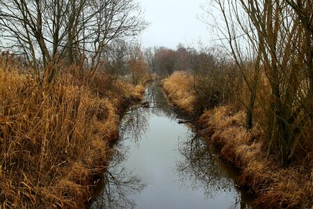 Channel meadow swamp
