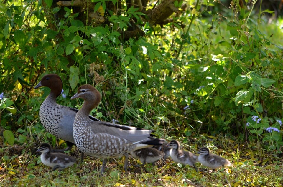 Duckling nature wildlife photo