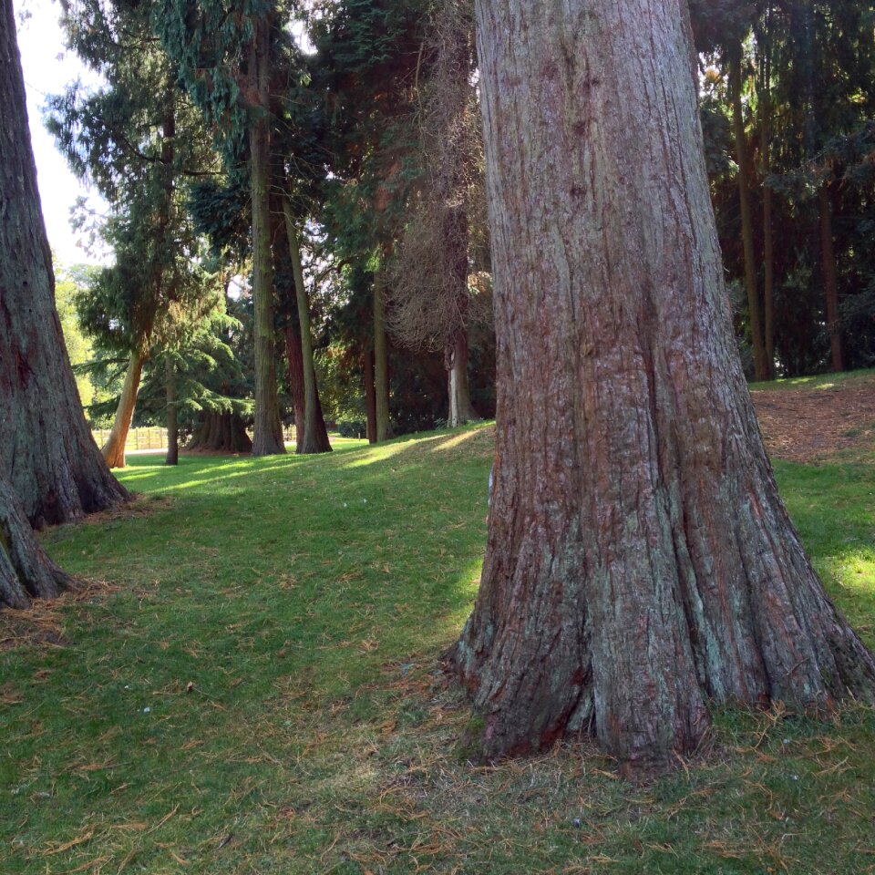 Forest giant redwood mammoth tree