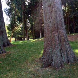 Forest giant redwood mammoth tree