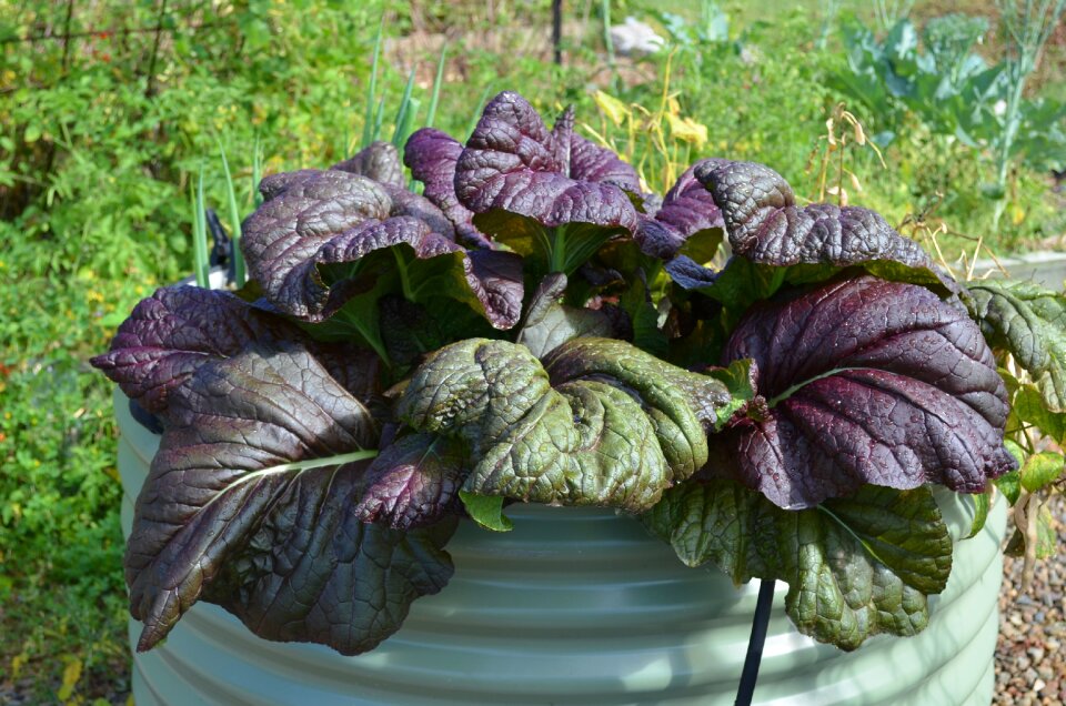 Mustard plant leaves purple