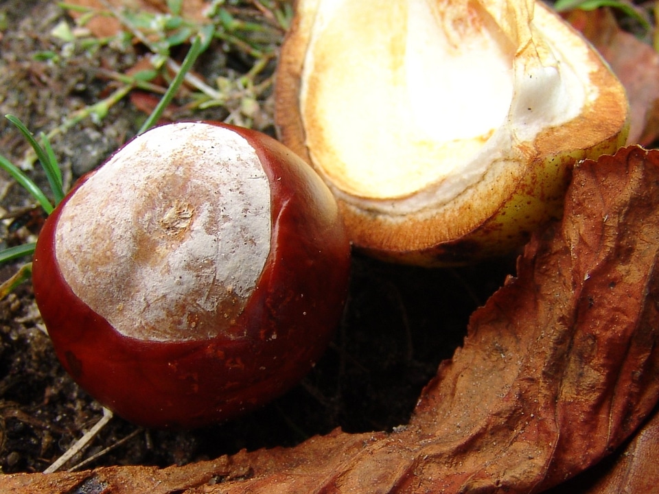 Chestnut forest nature