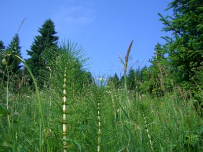 Grasses fir tree sky blue