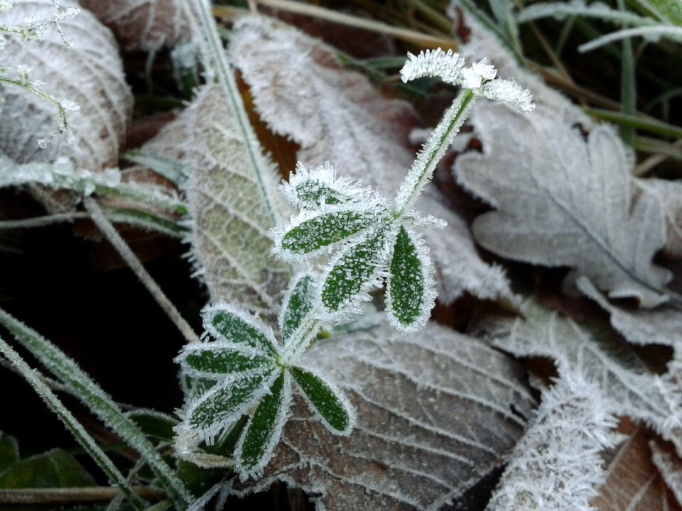 Winter frozen ice crystal
