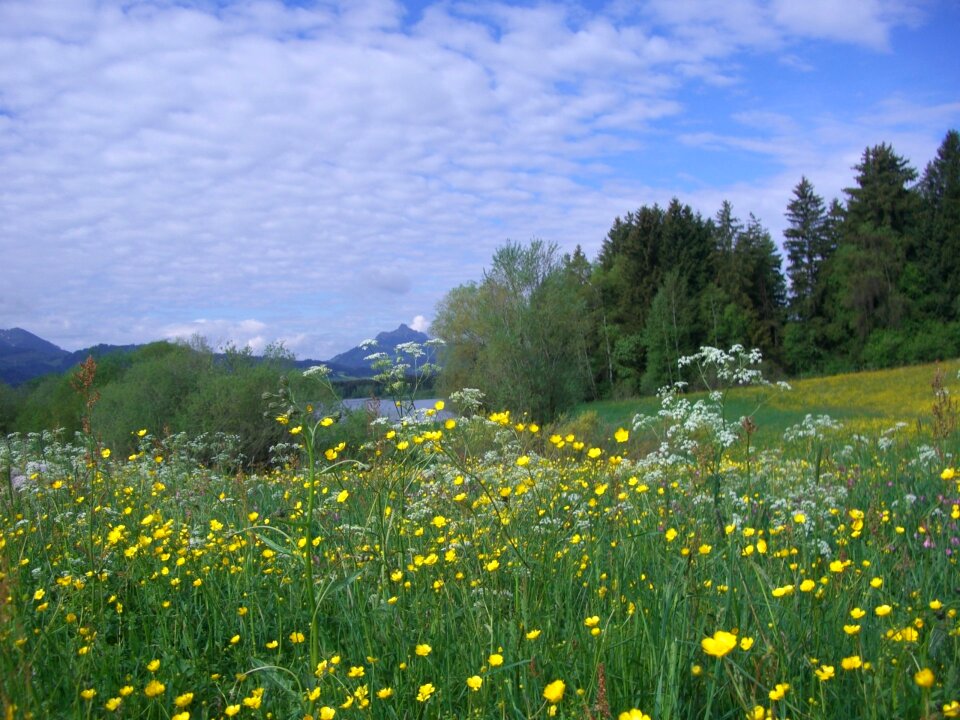 Flowers yellow buttercup