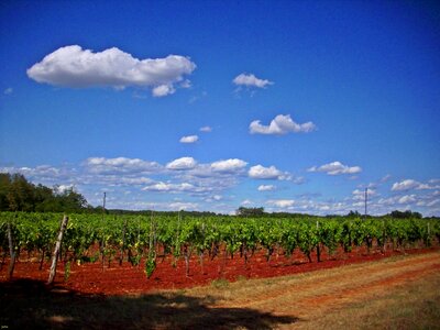 Vineyard umag croatia