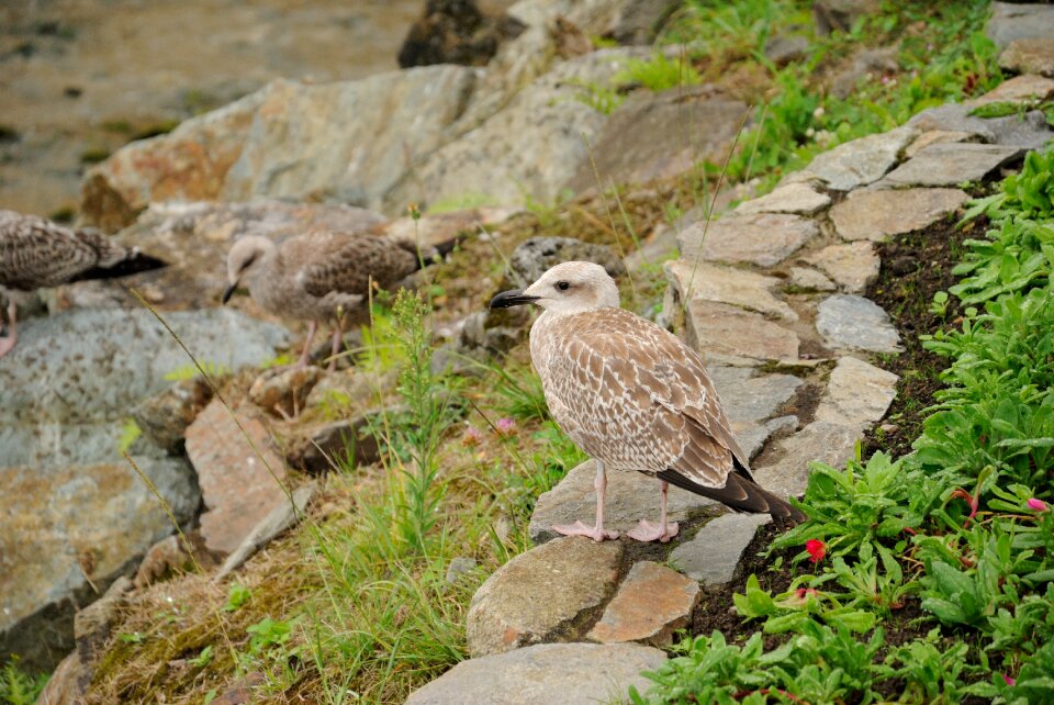 Beach sea bird