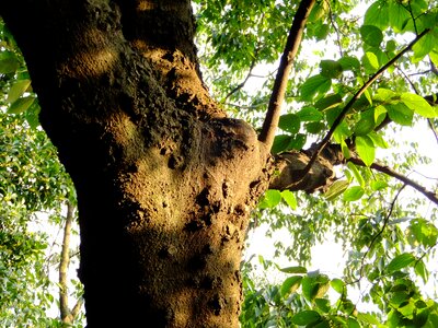 Branch light and shadow spring photo