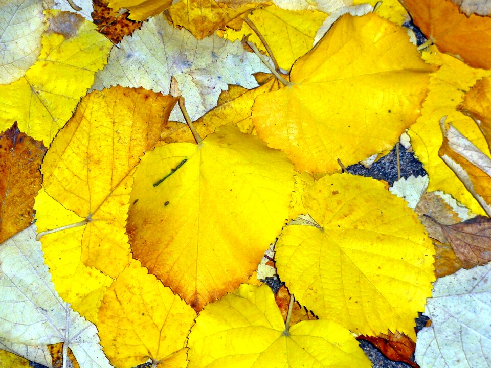 Fall fall leaves golden autumn