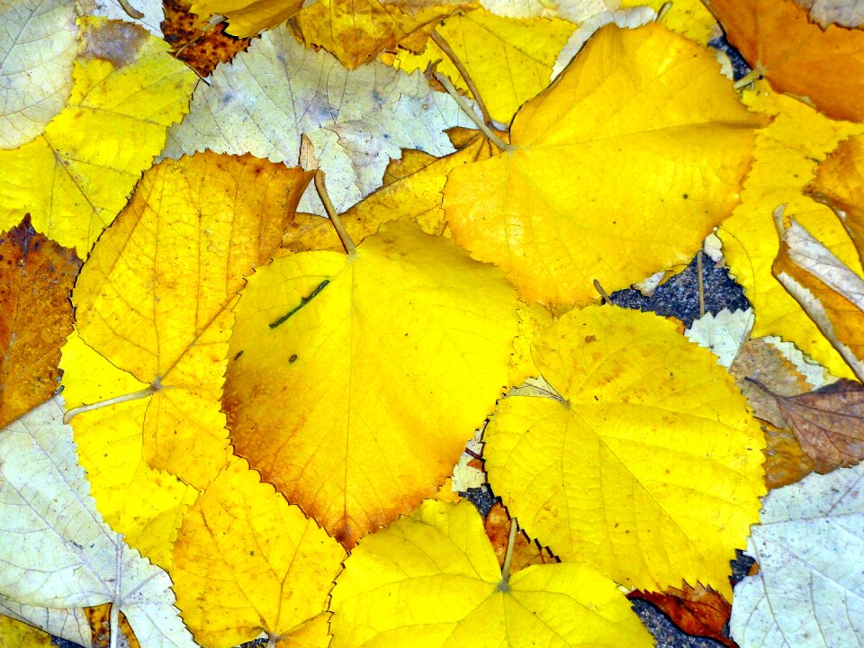 Fall fall leaves golden autumn photo