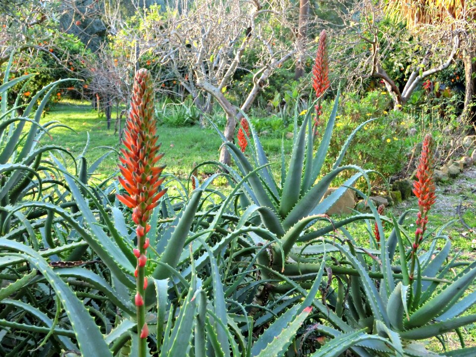 Succulent inflorescence red