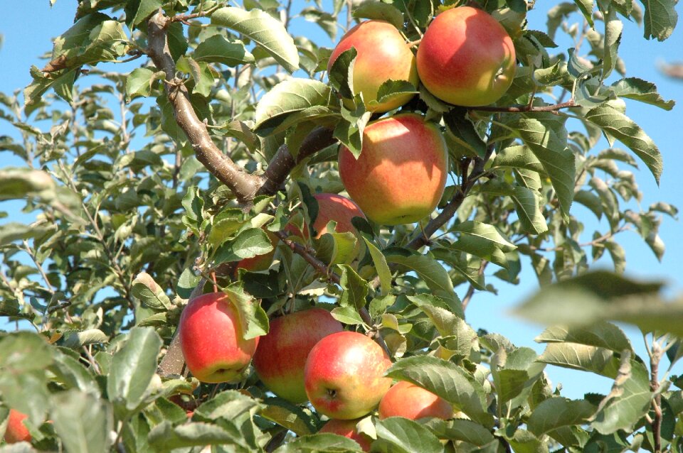 Autumn cultivation fruit