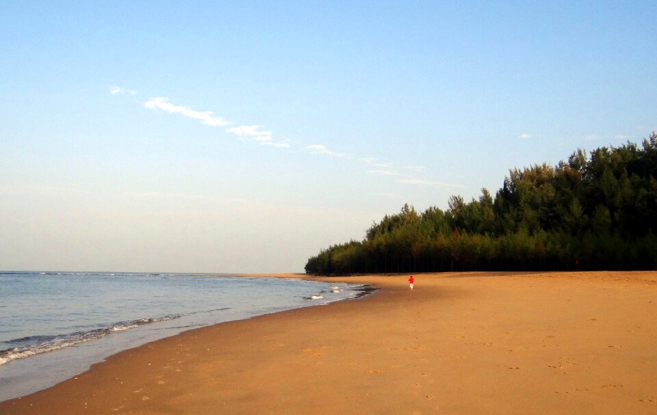 Casuarina forest karwar india