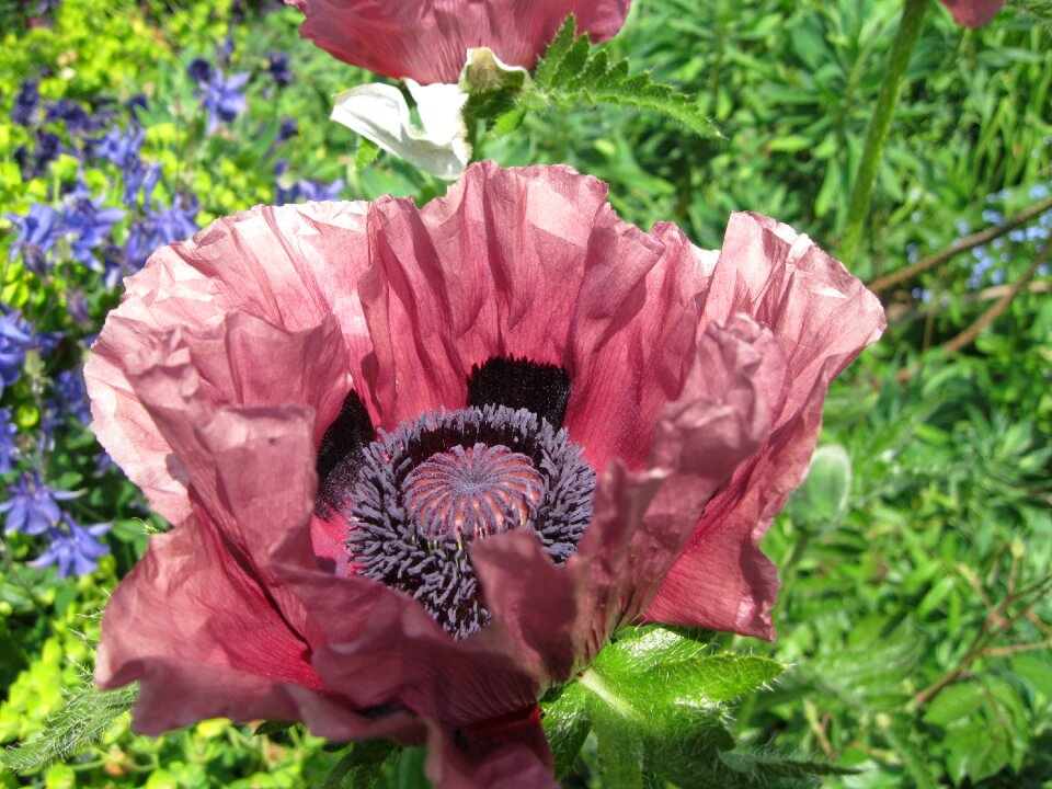 Flower bright spring