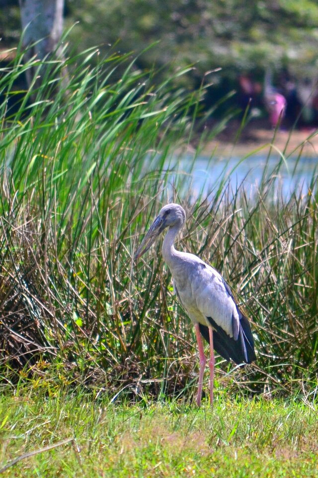 Big crane bird fishing