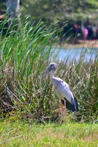 Big crane bird fishing