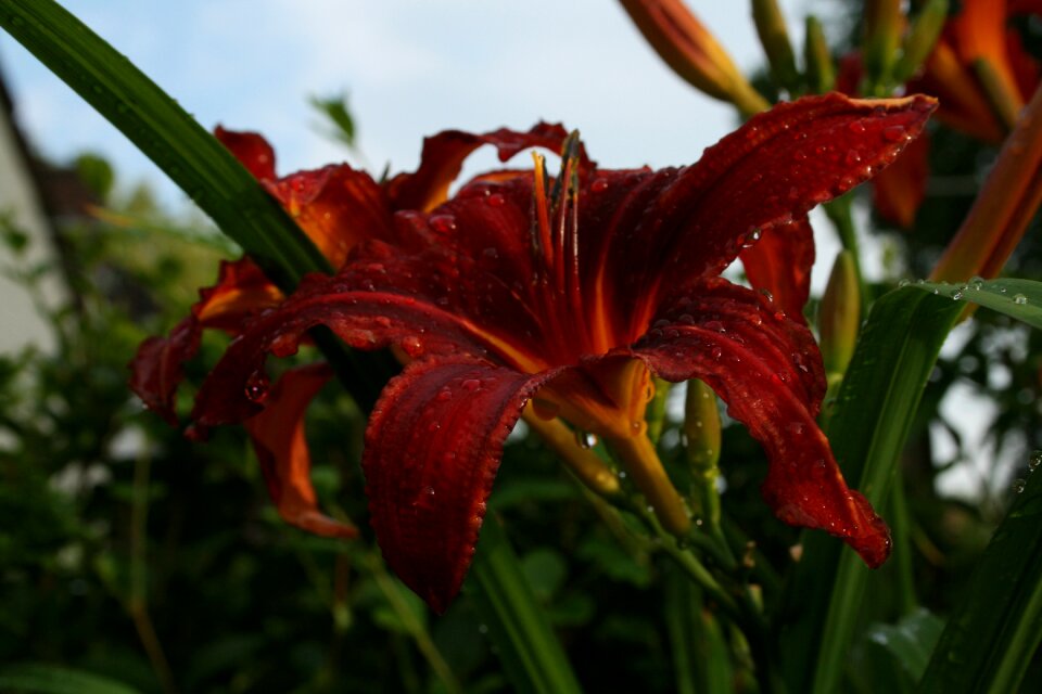 Daylily perennial garden plant