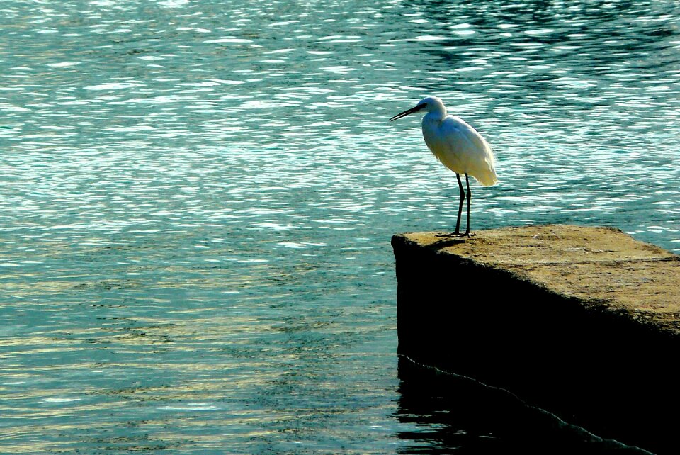 Animals heron little egret