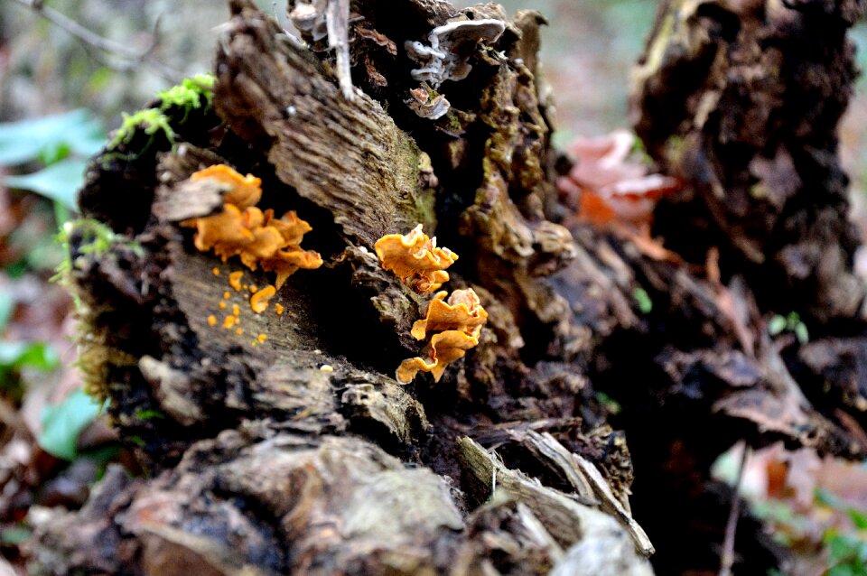 Tree trunk bark forest