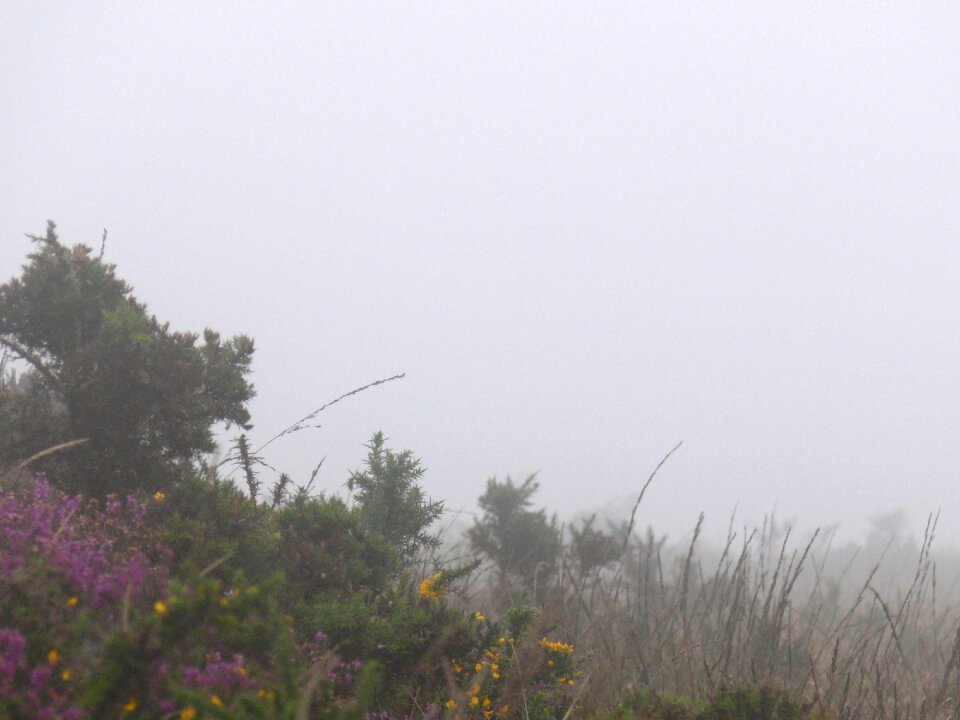 Lande winter heather