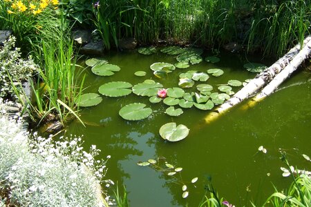 Pond water nuphar