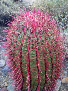 Nature barrel cactus thorns