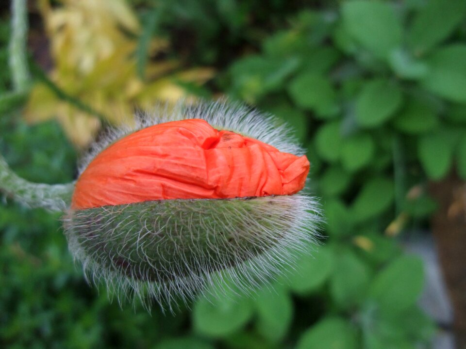 Poppy bud breaking up bud