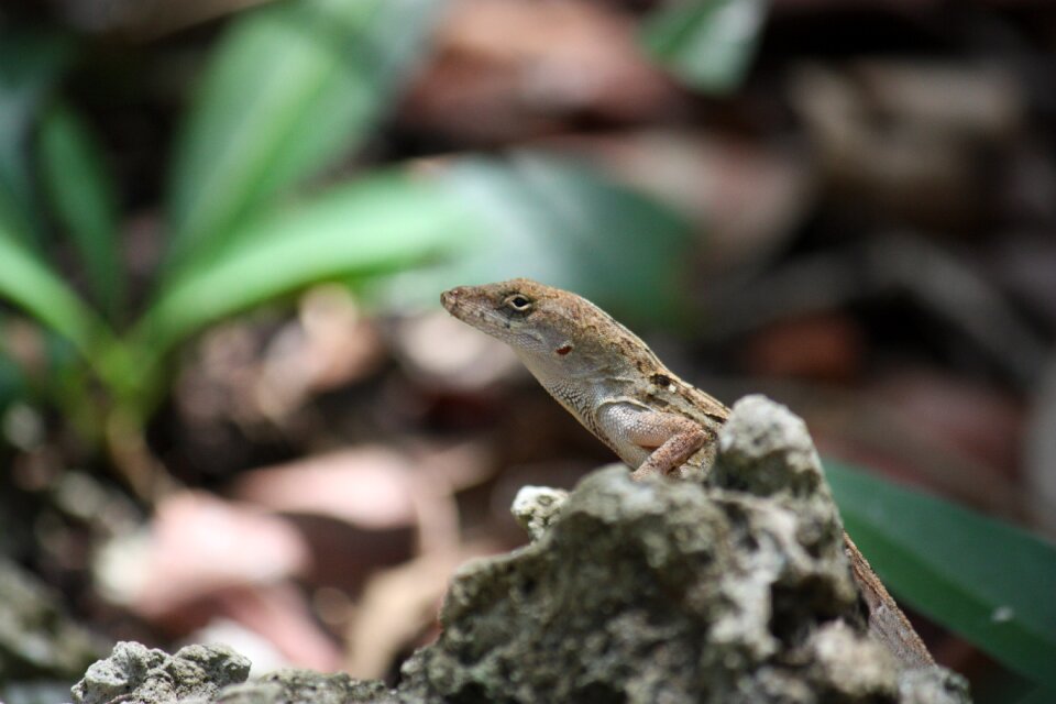 Lizards nature langunen