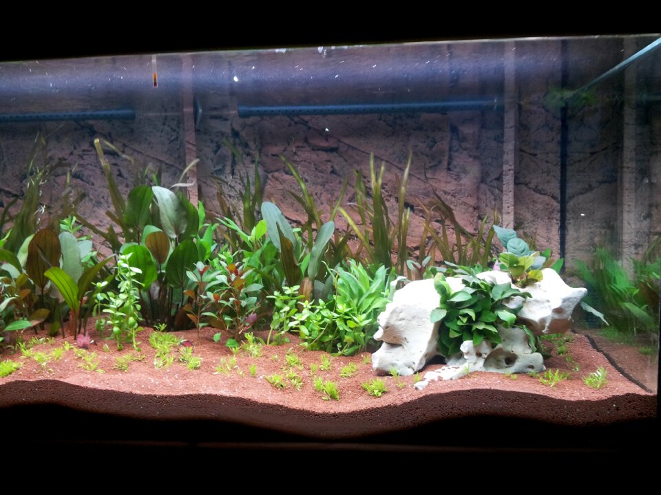 Aquarium aquatic plants terrarium