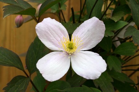 Perennial pergola plant garden plant